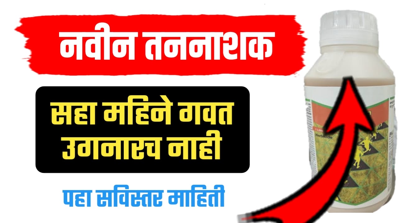 ६ महिने तणांपासून १००% मुक्ती