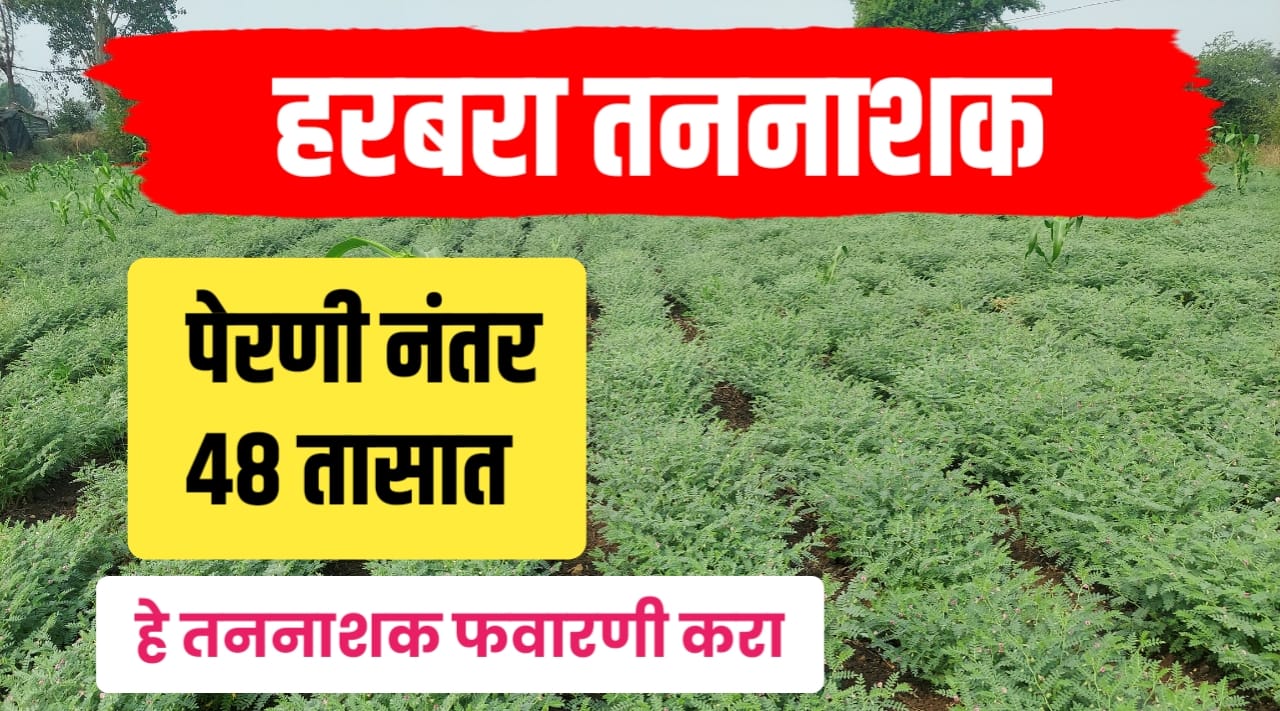हरबरा पेरणी करताना ४८ तासांच्या