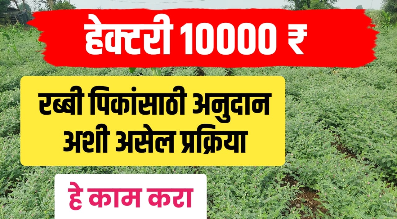 रब्बी हंगाम हेक्टरी 10000