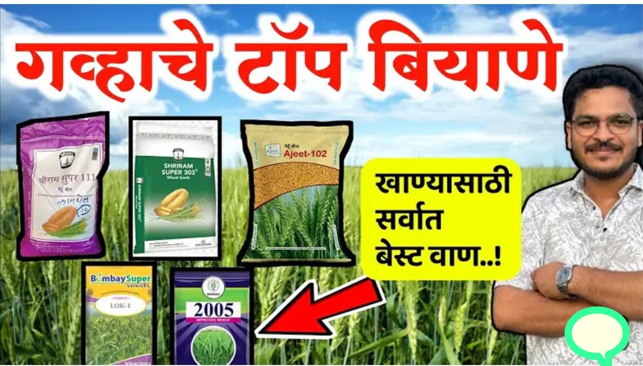 गव्हाचे वान