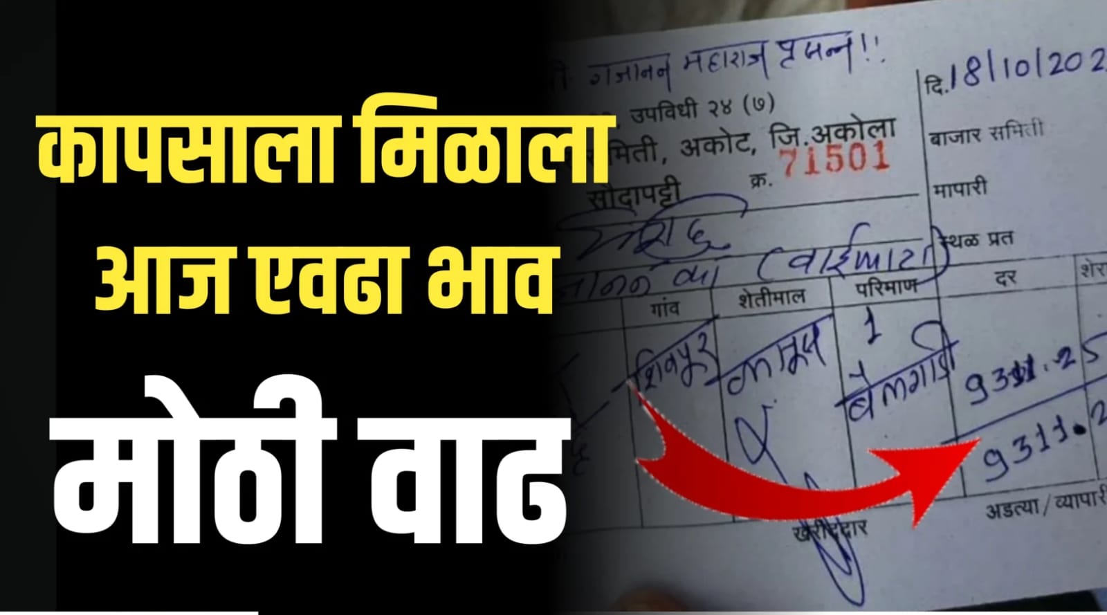 कापसाचा भाव 9311 रूपये