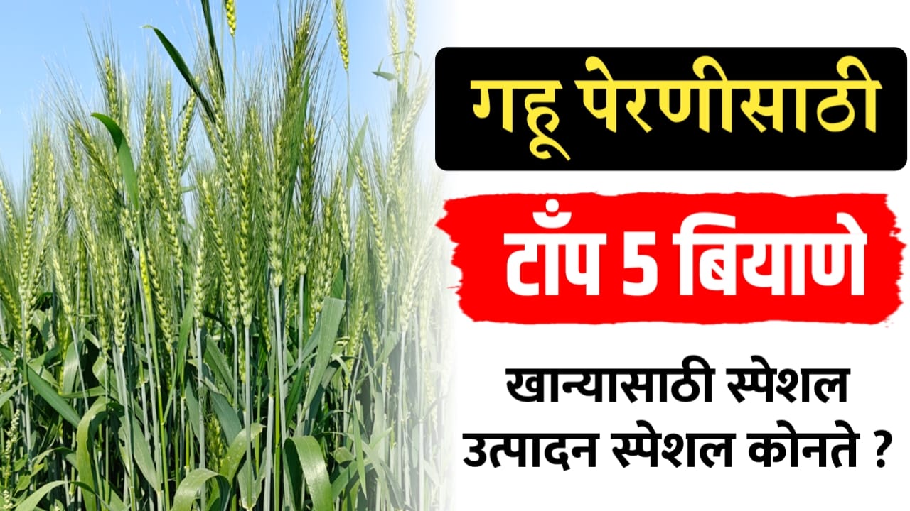 गव्हाचे टॉप ५ वान