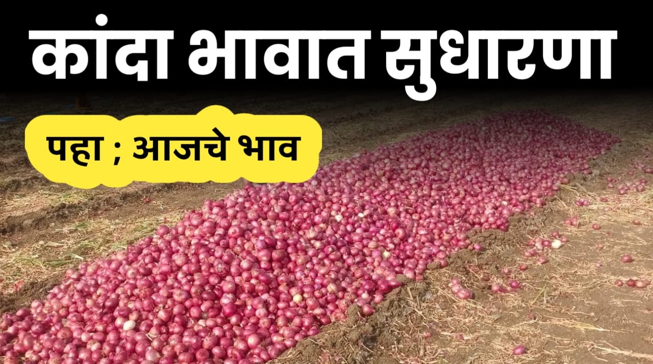 कांदा बाजारभाव